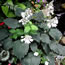 Hosta sieboldiana Elegans